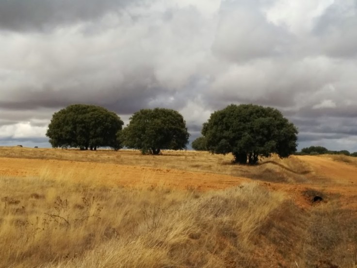 Sparse landscape on the Spanish meseta 