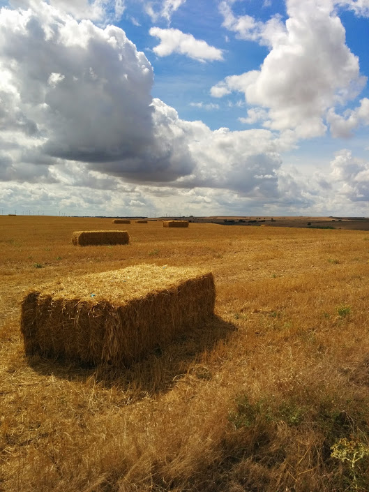 Hay fields on the high meseta near Burgos